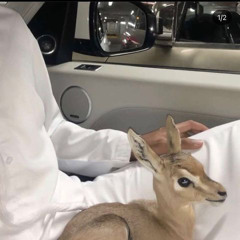 "ظبيٍ نطحني يجر الغيّ ويل أمه"