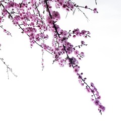 Lavender Trails -  Snippet