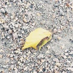 To Love What Death Has Touched