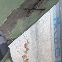 trapping my sadness in the trap house