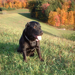 Elaborate Loriginal Chert Dog's Main Theme Song