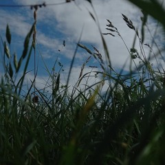 Qatoshi - Ластівки