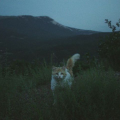 Души