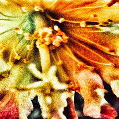 orange sunshine windowpane (reminiscin')