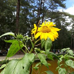 PLANT by Sejeong (Cover)