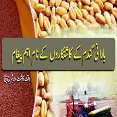 بارابی گندم وقت کاشت اور شرح بیج