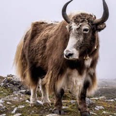 YaktivateXBlokker
