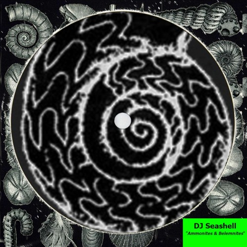 Ammonites & Bolemnites