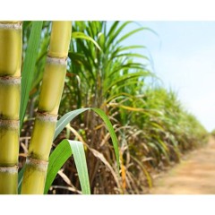 Nature Banton - Sugar Cane