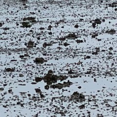 disquiet0509 - Interruptedinterluded