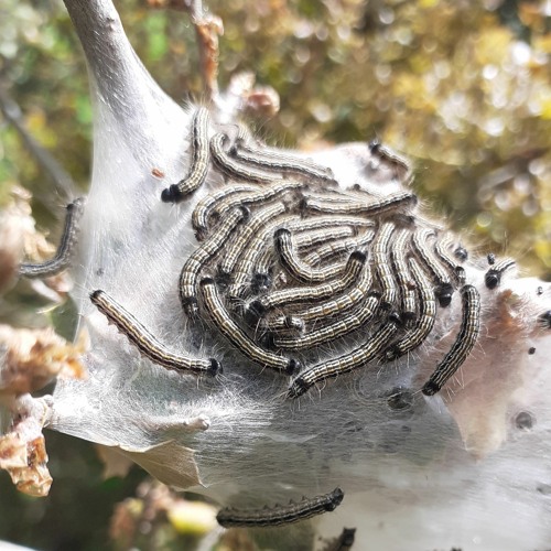 Echei Kinisi w/ Marius Mathiszik (23.06.23)