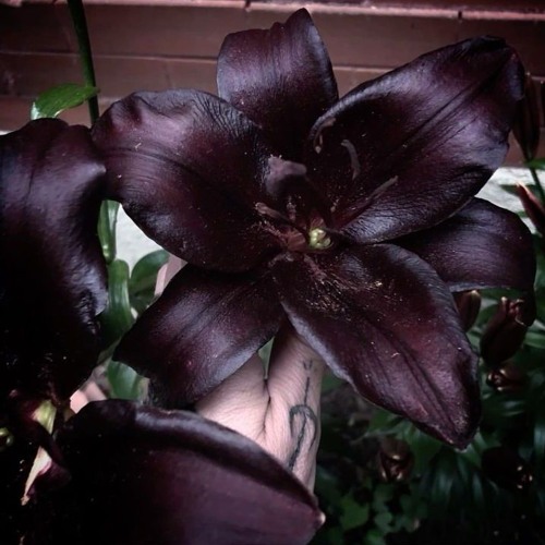 januarj - Because Of Me