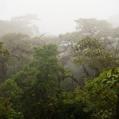 Save The Rainforest