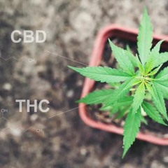 Good Manufacturing Practice in der Cannabiszucht