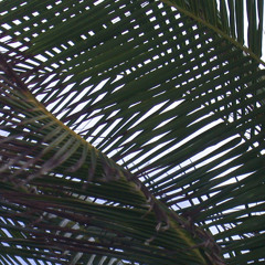 tropical topical