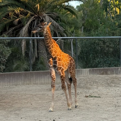 angel voice memo .mp3