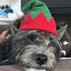 Jet the Christmas Dog