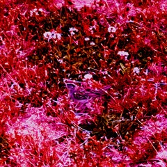 Break My Heart w/ epitomeoffailure