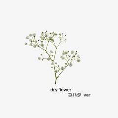 優里 - ドライフラワー / コハク cover