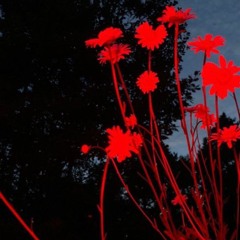 Anderson Cuartas - Episode 4 - Auge