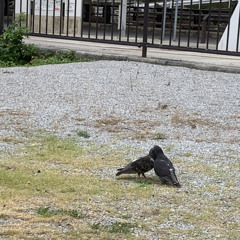 RINJO(with cobra from.F-buddy's)