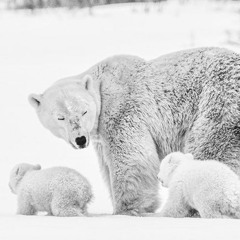 추운동물들(excerpt)