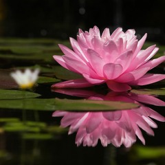 خير النساء البرة التقية