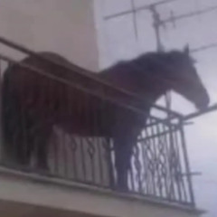 Cal nenorocit (Feat Heaven)