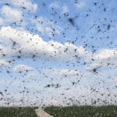world's most dangerous swarms