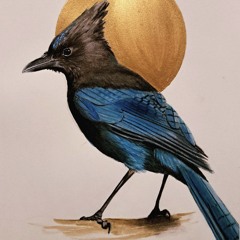 steller's jay