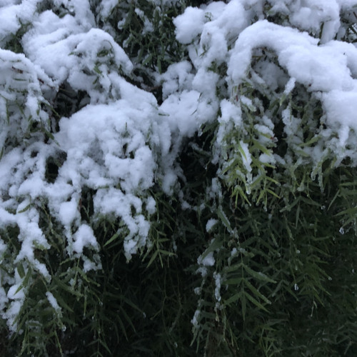 El sonido de la nieve desquebrajándose