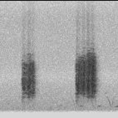 Chorthippus jacobsi (Benviure, Anoia) Orthoptera