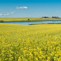 On The Prairie