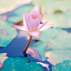 MEDITATION DE L’AMOUR BIENVEILLANT