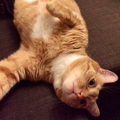 The Deet Camando - Oh's