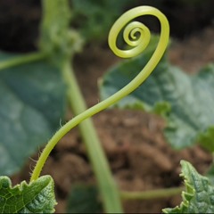 Cultivate (Instrumental)