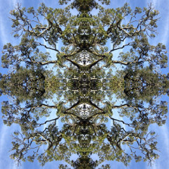 Some Forest Treasures Mini-Set