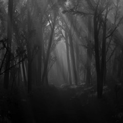 The Shadows Change