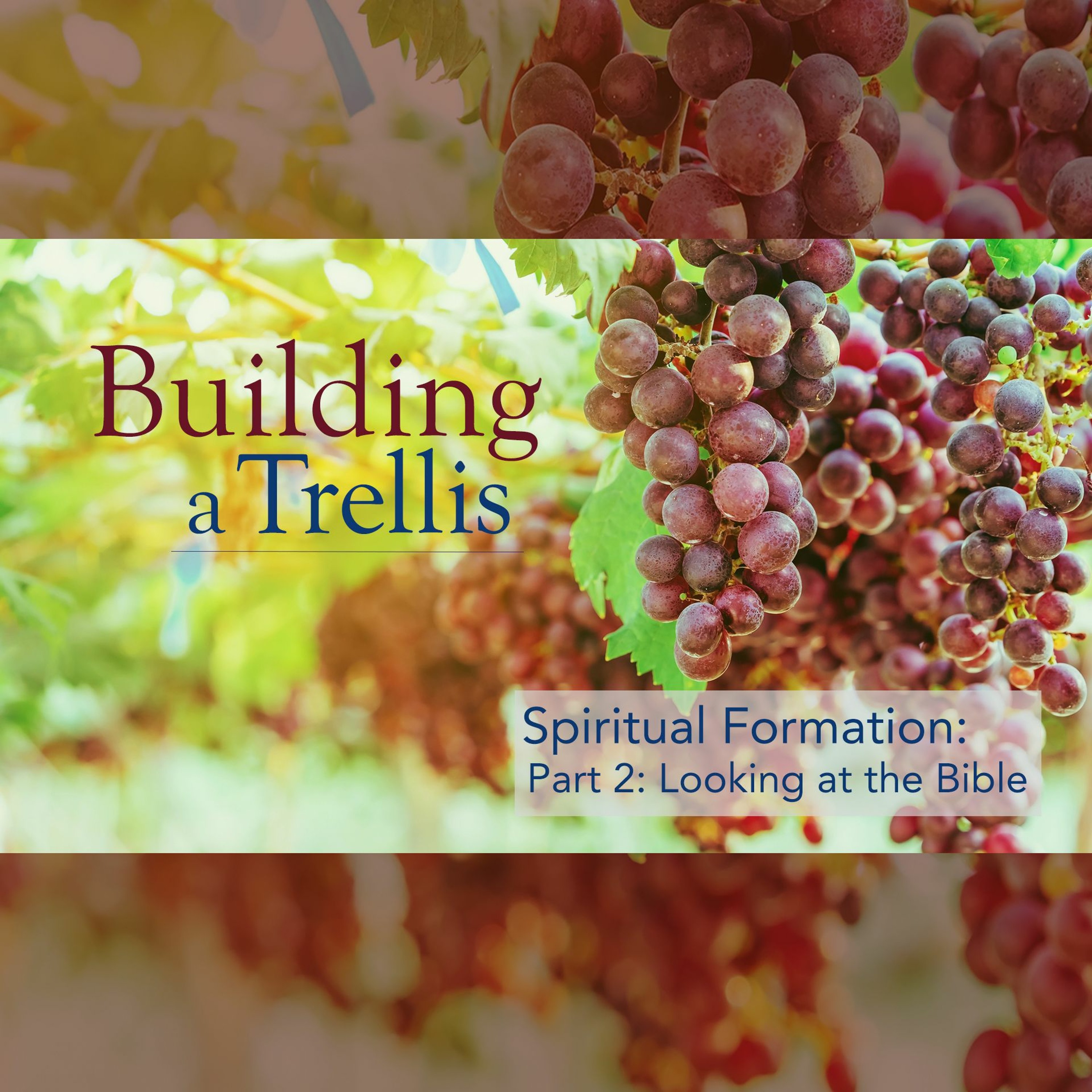 Building a Trellis, Part 2: How to Look at the Bible episode artwork