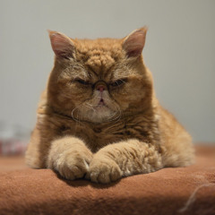 Juani Carozzo - Rasta Session #2