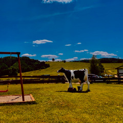 Cowloom