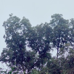gray skies