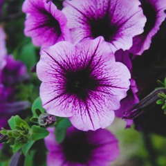 BLOOM.