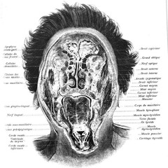 Tan cerca como el eco (Dormida)
