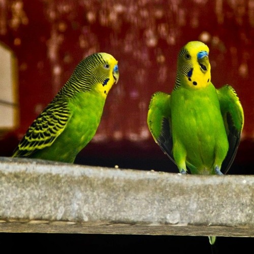 i miss my friend - raw vocal shizz