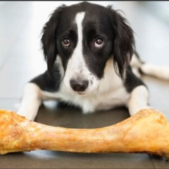 throw dogs bone