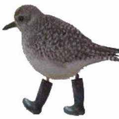 little working bird