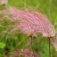 Trio No. 2 from "A Musical Field Guide to Minnesota Wildflowers" for Fl, Ob, Bsn