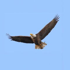 Where The Eagles Fly