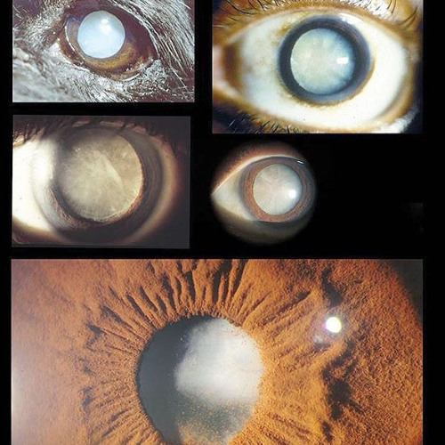 corilla [prod. februxry]